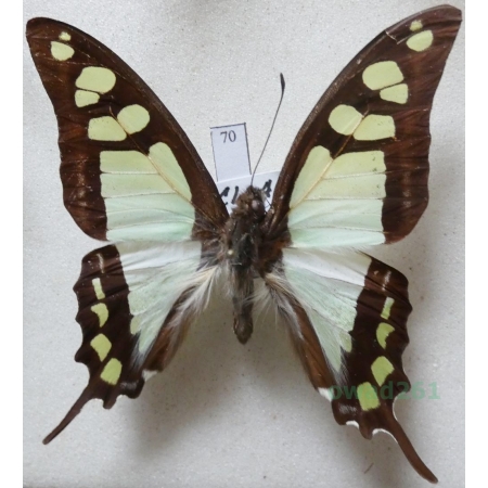 Graphium cloanthus (Westwood, 1841) Indonesia, Sulawesi 61mm70